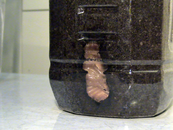 ペットボトル飼育での日本カブトの蛹