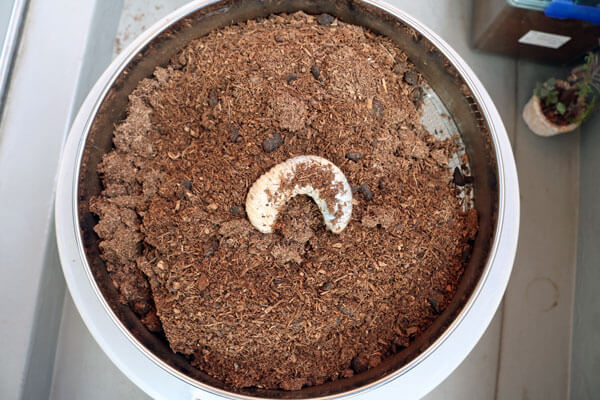 カブトムシの幼虫　糞（ふん）を取り除いて新しいマットを入れる作業