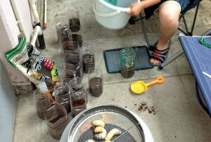 かぶとむし　ペットボトル飼育